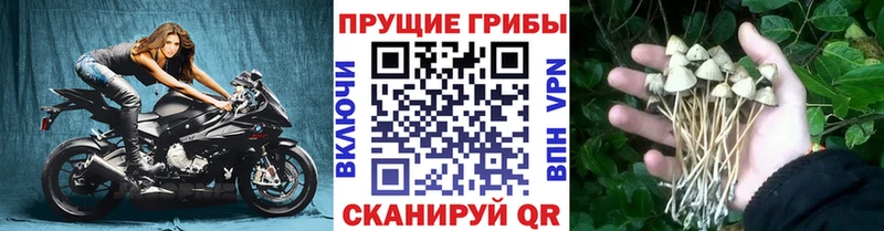 Псилоцибиновые грибы Magic Shrooms  мега зеркало  Сланцы 